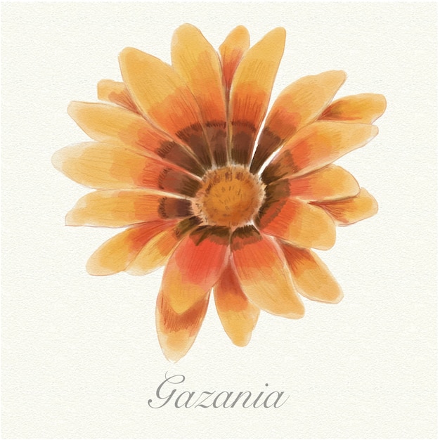 Vetor gazania aquarela laranja isolado