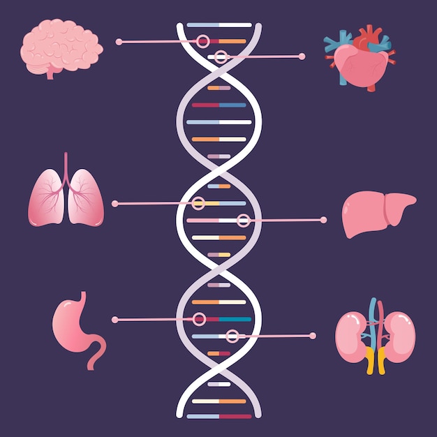 Genes associados a diferentes órgãos humanos ilustração vetorial científica