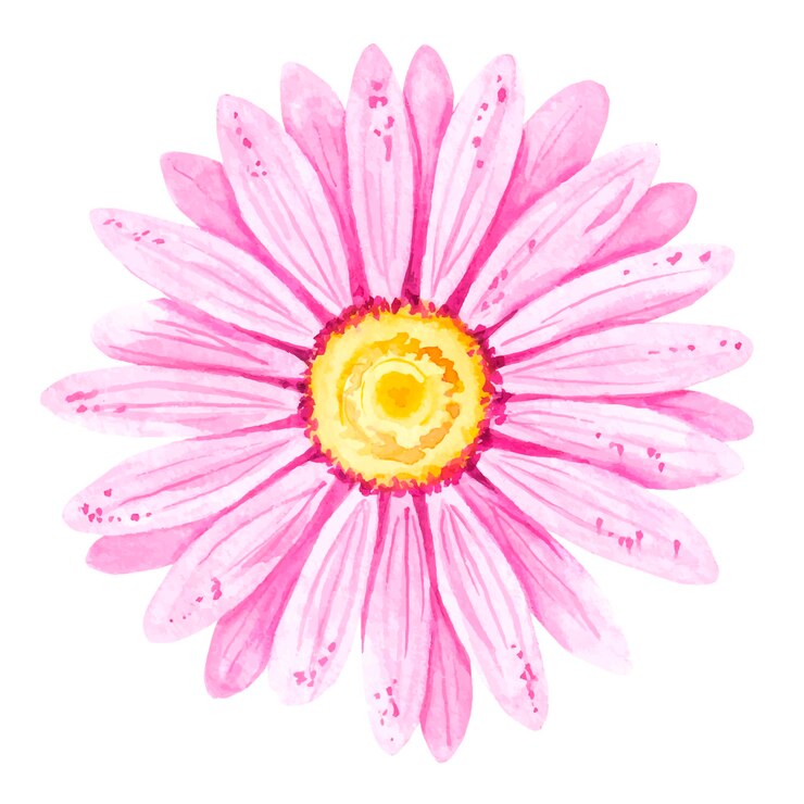 Gerbera rosa aquarela
