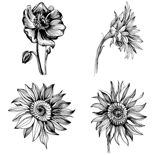 Vetor girassóis definir elementos. flor botânica floral. elemento de ilustração isolado. mão desenhando flores silvestres