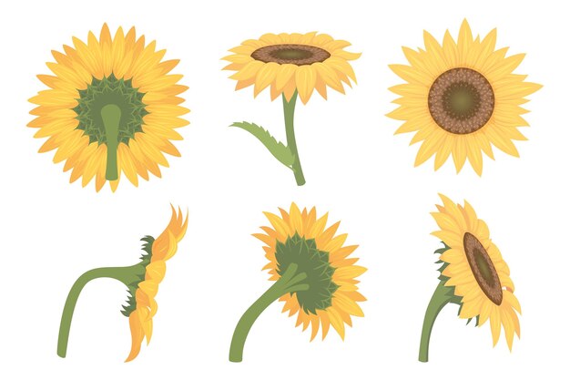 Girassóis desenhos animados ilustrações botânicas de lindas flores amarelas em vários pontos de vista vetor exato imagens coloridas conjunto de girassol amarelo isolado botânico verão flor ilustração