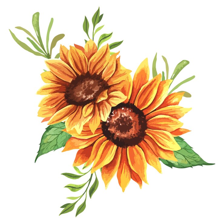 Vetor girassóis em aquarela pintados à mão com folhas, ilustração botânica floral