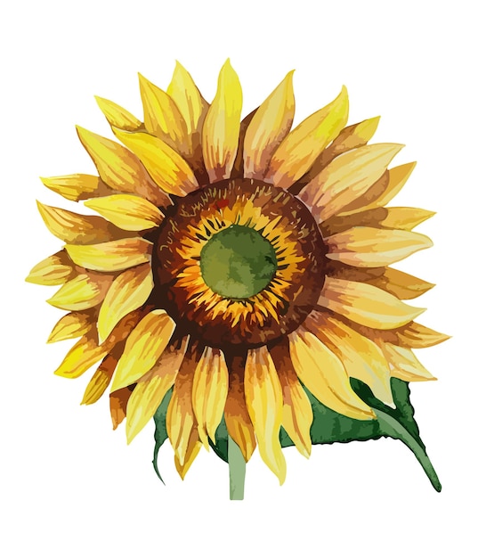 Girassol em aquarela isolado em fundo branco Arranjos florais em aquarela