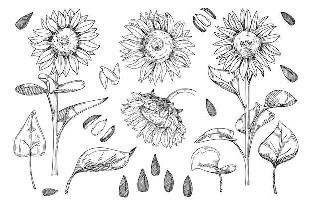 Girassol. semente de grão, caule, flor de girassol, botão, folha e ilustração de flor. caneta de tinta floral esboço helianthus esboçado. desenho de esboço à mão livre de flores silvestres em fundo branco