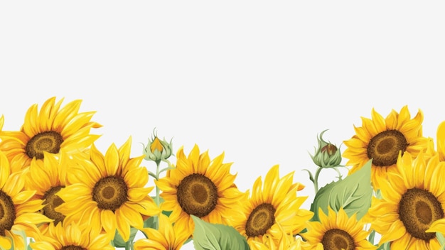Girassol vibrante em fundo branco