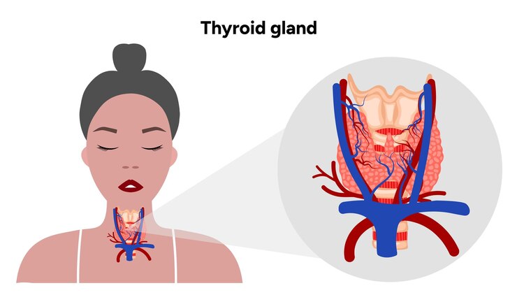 Vetor glândula tiróide anatomia médica e hormônios venas e artérias medicina e diagrama