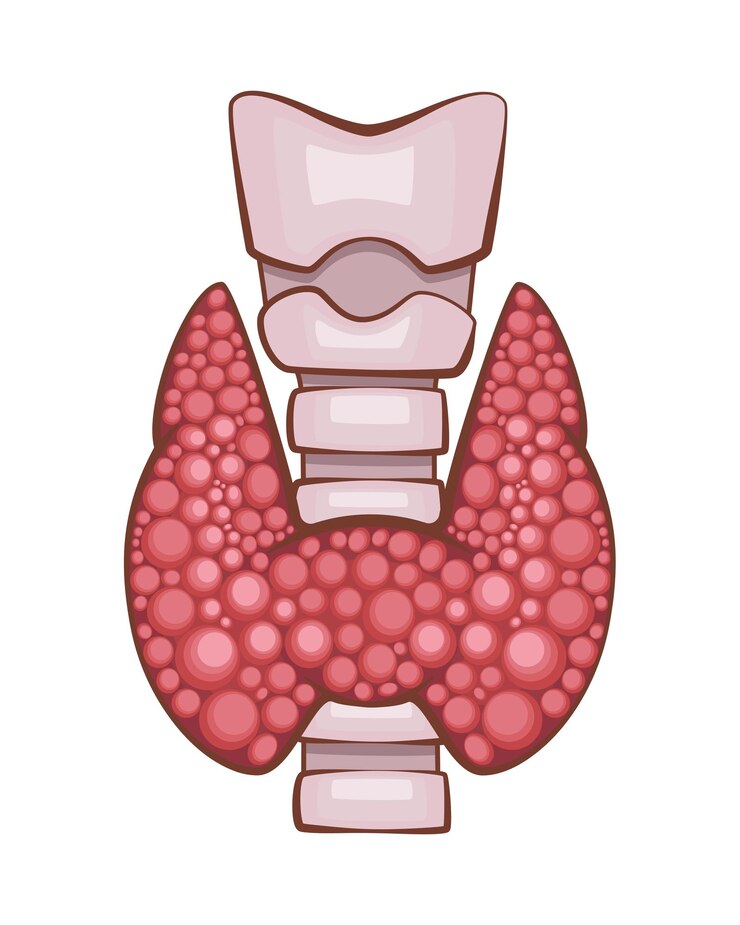 Vetor glândula tiróide isolada órgão interno humano ilustração anatômica ciência medicina biologia