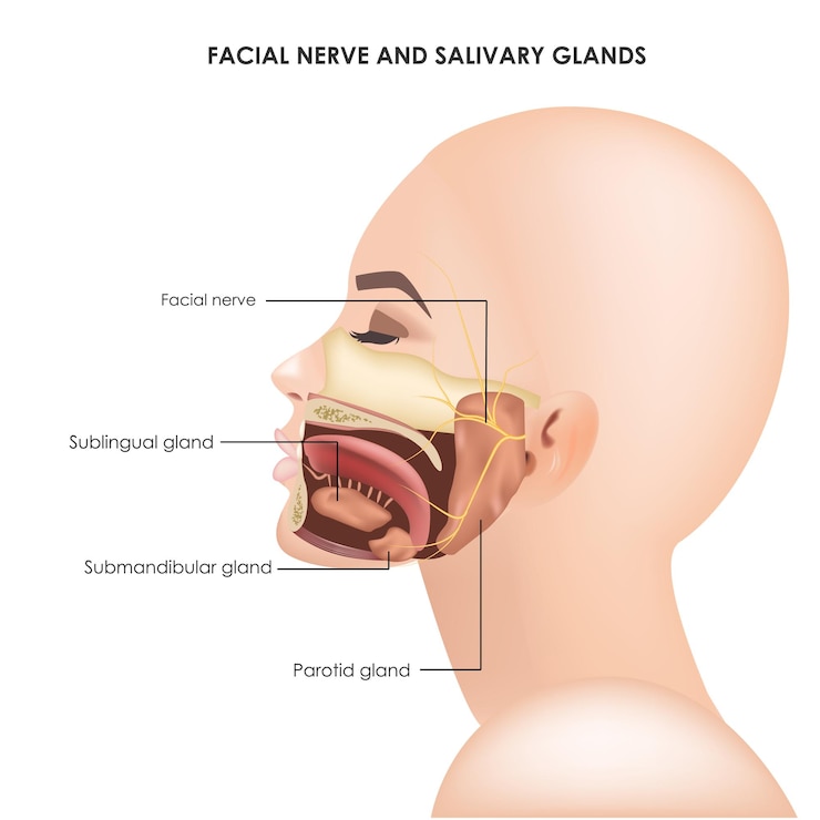 Vetor glândulas parótidas e nervo trigêmeo facial ilustração médica realista