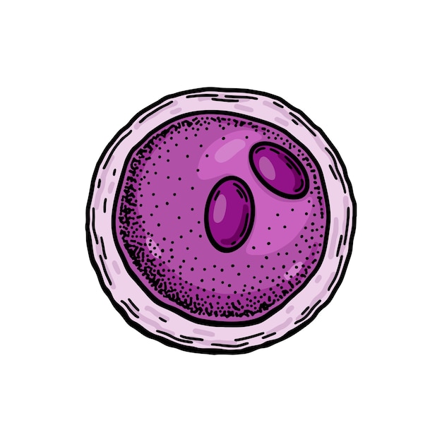 Glóbulo de linfoblasto isolado no fundo branco