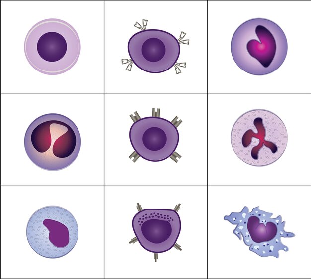 Vetor glóbulos brancos ai
