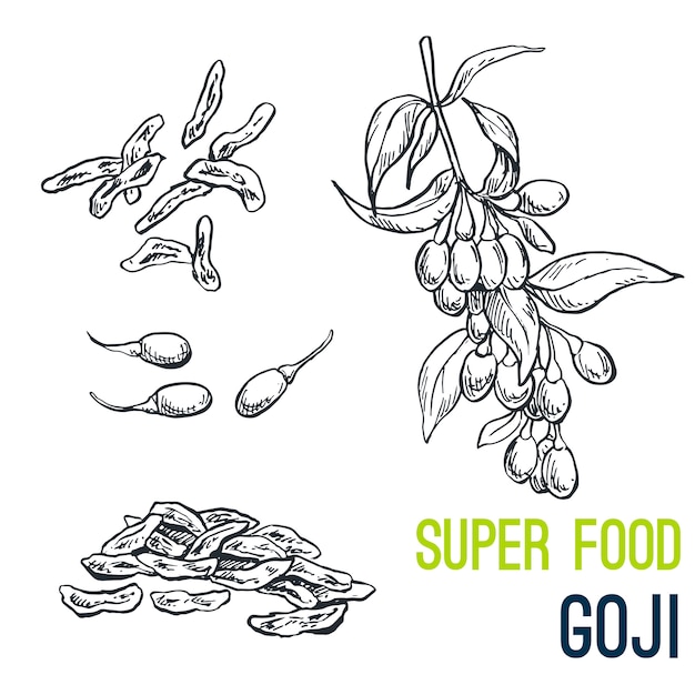 Goji, super comida mão desenhada