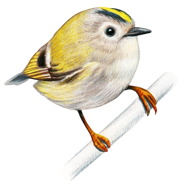 Goldcrest mão desenhada pássaro aquarela lápis de cor