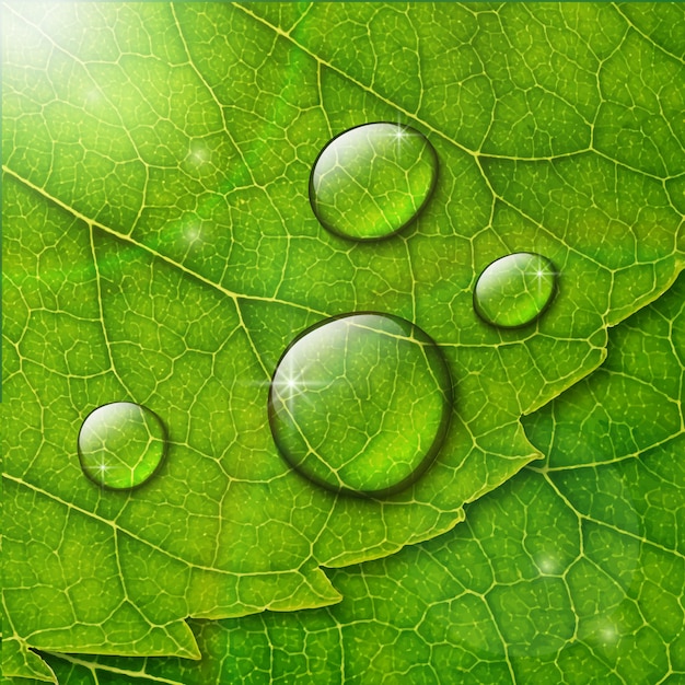 gotas de água no fundo macro folha verde