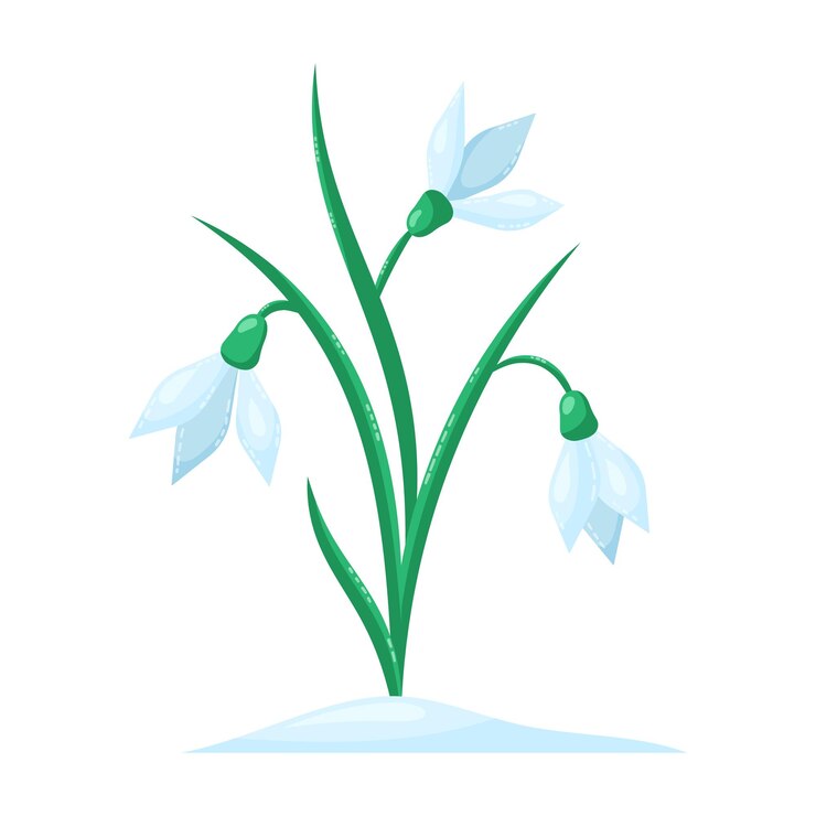 Vetor gotas de neve isoladas em fundo branco flores de primavera ilustração vetorial isolada