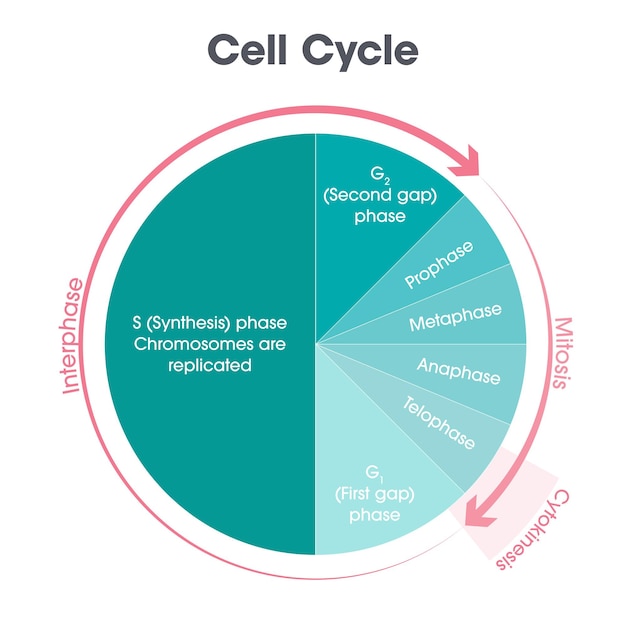 Vetor gráfico de ilustração vetorial de biologia do ciclo celular