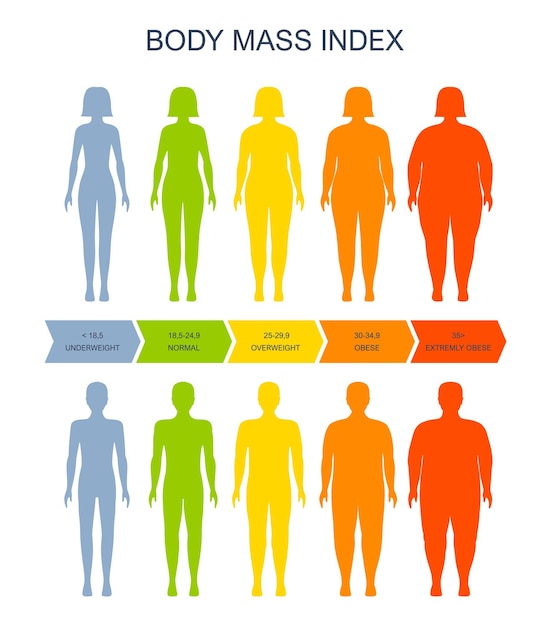 Vetor gráfico de índice de massa corporal imc da escala de homem e mulher