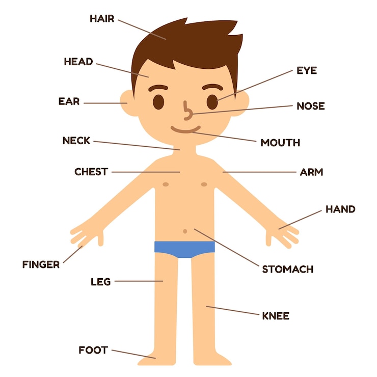 Vetor gráfico infográfico educacional com partes do corpo humano em um menino bonito dos desenhos animados