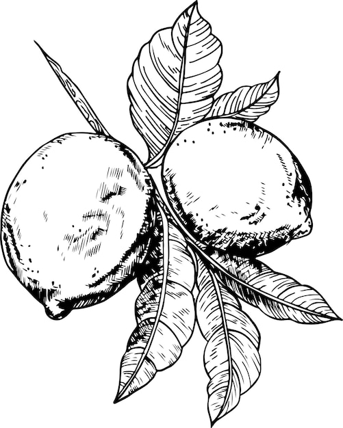 Vetor gráficos de ramo de limão em tinta limões isolados em um fundo branco limões em um galho com folhas