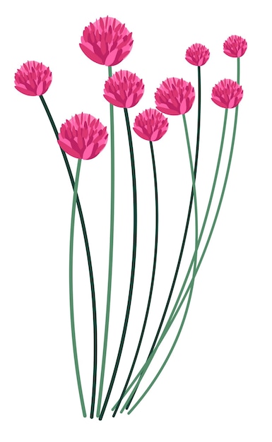 Grama de flor de trevo com flora florescente rosa
