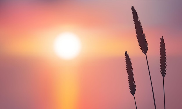 Vetor grama ou trigo no fundo do pôr do sol ou nascer do sol em ilustração vetorial