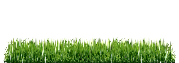 Grama verde Erva fresca natural bio eco-etiqueta Ilustração vetorial