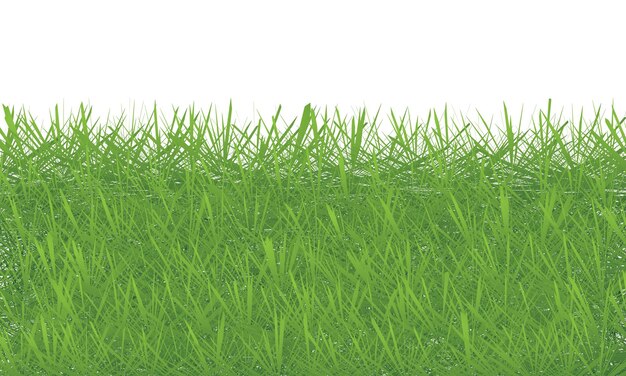 Grama verde isolada em fundo branco fundo de textura de grama verde