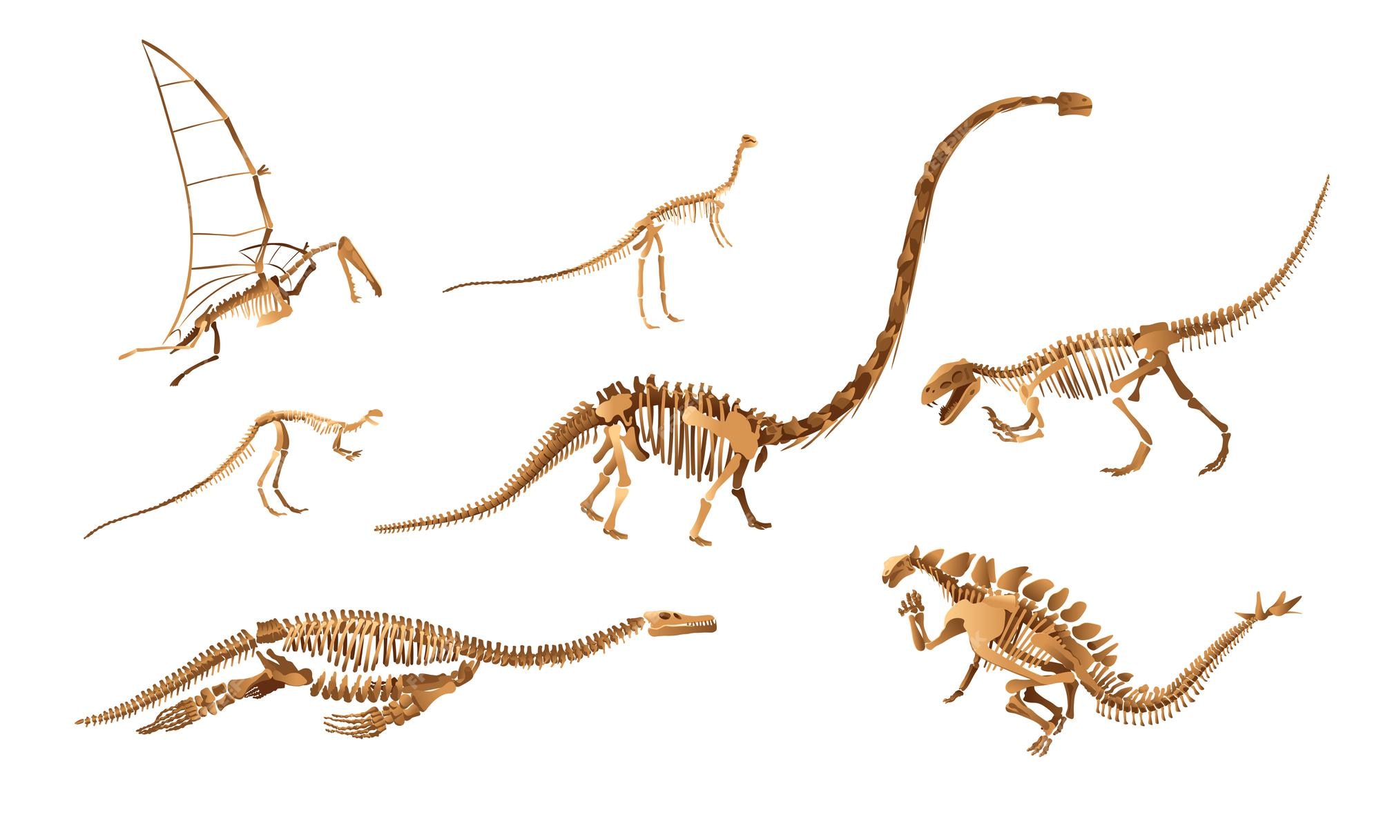 Desenho Animado Museu Histórico Interior De Paleontologia Com Esqueleto De  Dinossauros Ilustração do Vetor - Ilustração de indicador, interior:  260538483