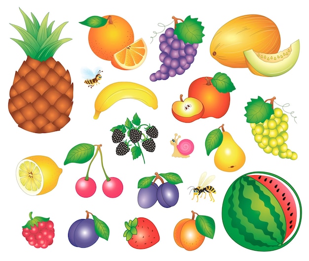 Grande conjunto de frutas. imagem vetorial
