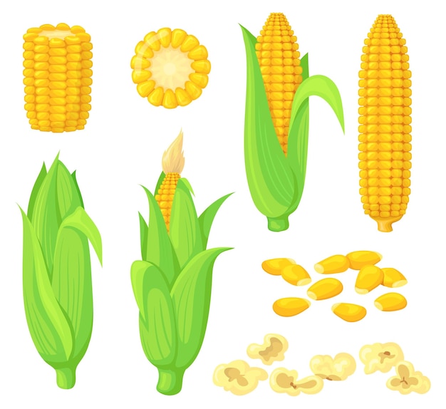 Vetor grãos de desenhos animados milho espiga de milho verde com orelha de folha grão de milho dourado espiga de milho doce planta vegetal semente branca pipoca doce refeição isolado clipart puro ilustração vetorial