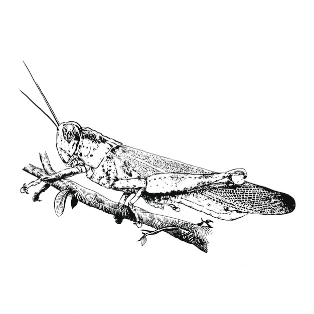 Vetor grasshoper logo