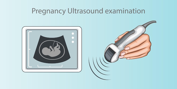 Vetor gravideza exame de ultrassom de mão transdutor de ultra- som medida de órgãos internos