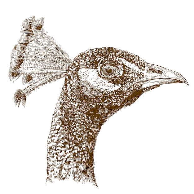 Gravura antiga ilustração da cabeça de pavão