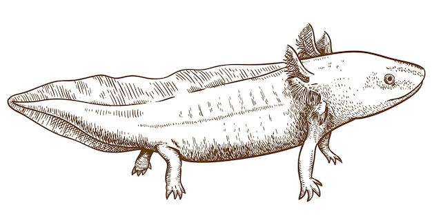 Gravura antiga ilustração de salamandra axolotl