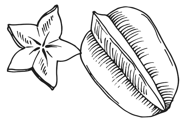 Gravura de carambola esboço exótico de carambola doce