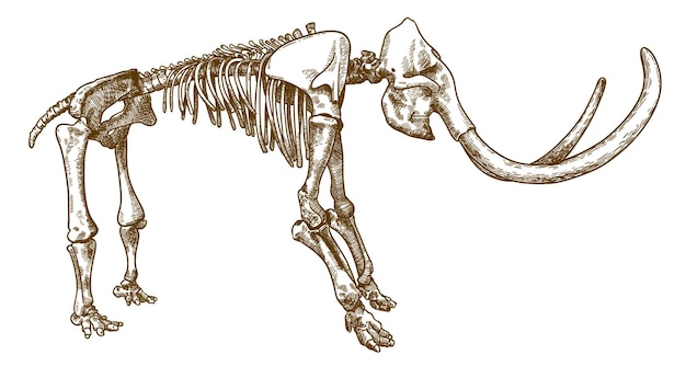 Gravura de vetor antigo desenho ilustração de esqueleto de mamute isolado no fundo branco