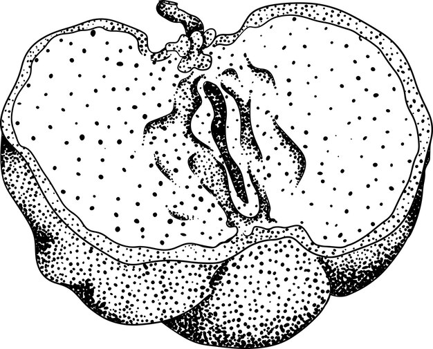 Vetor gravura desenhada à mão de acerola vermelha, bagas de barbados, cereja malpighia emarginata ilustração