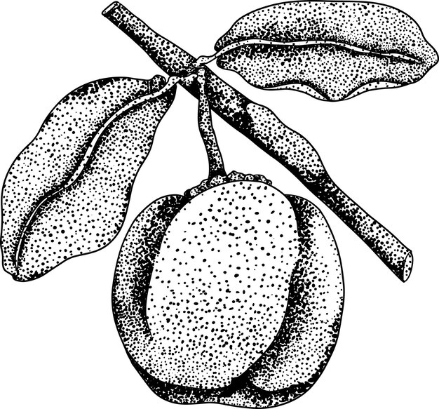 Vetor gravura desenhada à mão de acerola vermelha, bagas de barbados, cereja malpighia emarginata ilustração