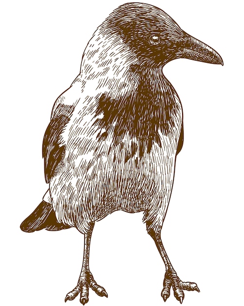 Gravura desenho ilustração de grande corvo