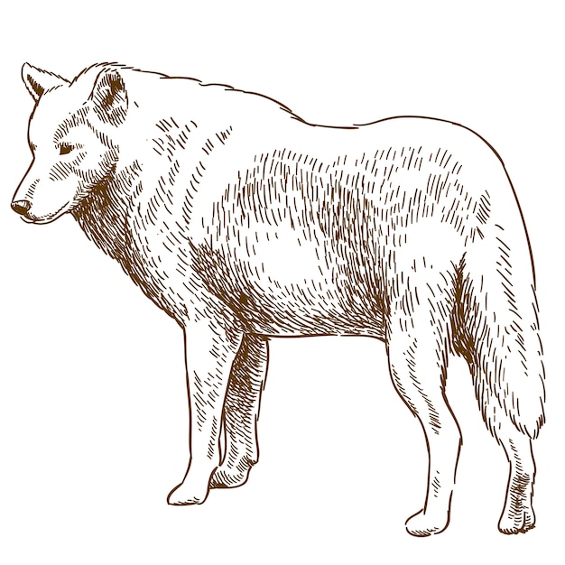 Gravura, desenho, ilustração, de, lobo