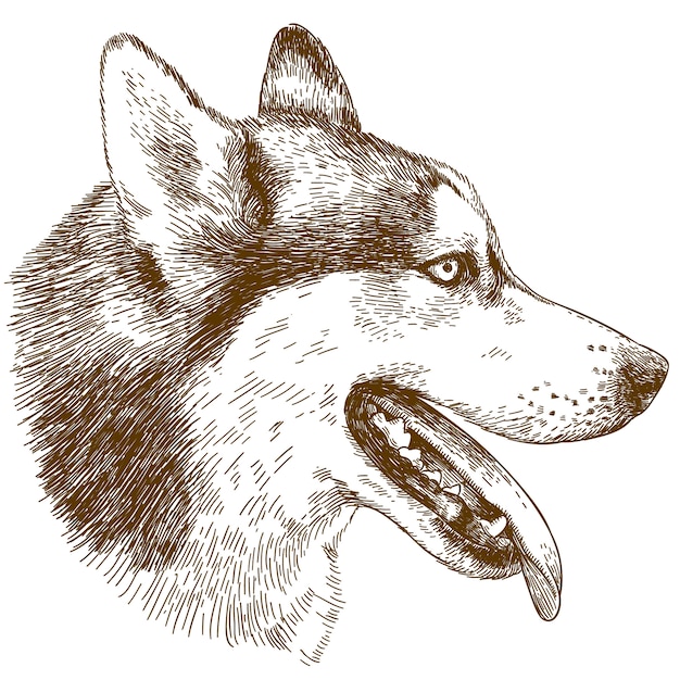 Gravura ilustração de cabeça de cão husky