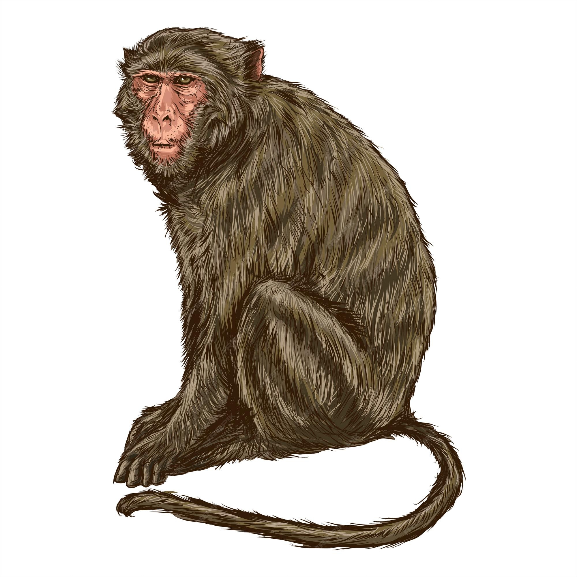 Macaco De Ilustração De Desenho Animado Ilustração do Vetor - Ilustração de  ativo, grampo: 235540069