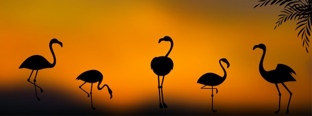 Grupo de silhuetas flamingo no fundo por do sol