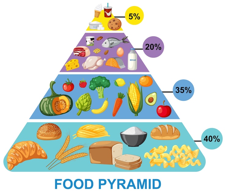 Vetor guia da pirâmide alimentar ilustrada e colorida