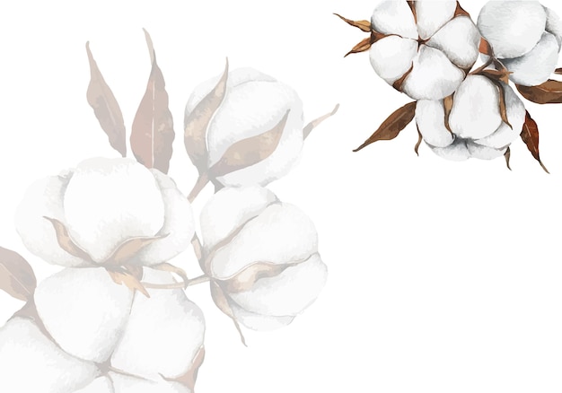 Hand Drawn Cotton Flowers Watercolor Illustration Cotton Balls