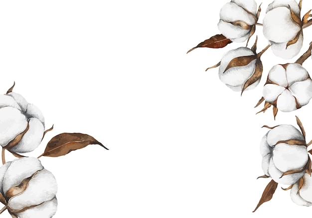 Hand Drawn Cotton Flowers Watercolor Illustration Cotton Plant Cotton Balls Isolated on white