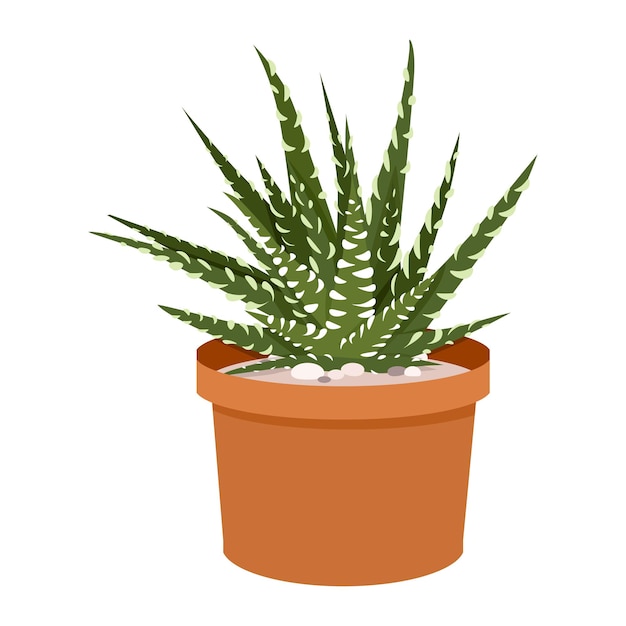 Haworthia suculenta verde escuro em panela
