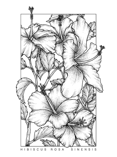 Hibiscus rosasinensis shoeblackplant hand drawn sketch botanical