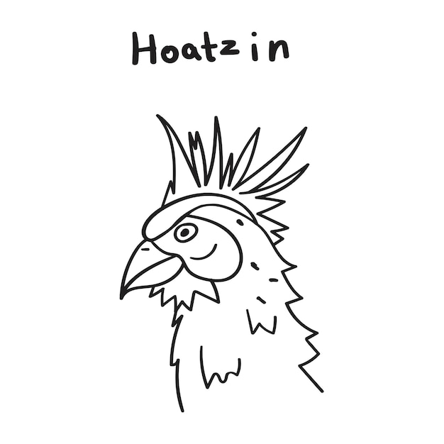 Hoatzin. esboce a ilustração vetorial desenhada à mão no fundo branco.