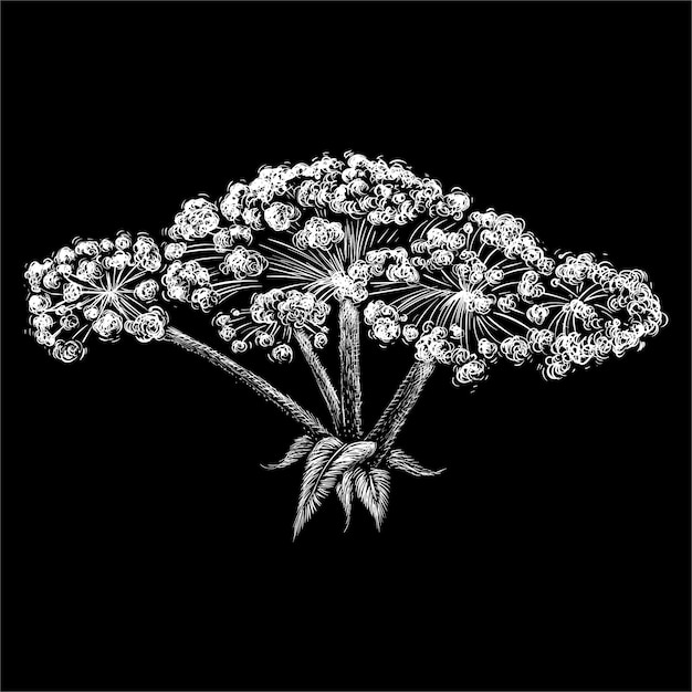 Vetor hogweed