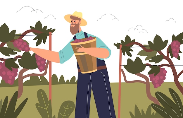 Homem agricultor colhendo uvas no jardim do vinhedo jovem com cesta colhendo frutas na fazenda